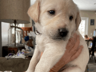 Labrador Retriever dogs Marcy-Purple Collar - Ad 3