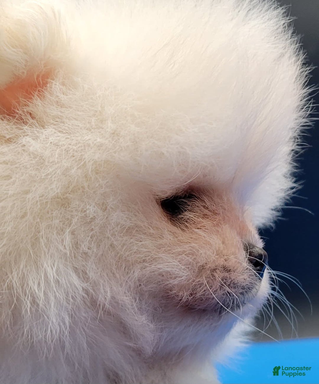 Pomeranian dogs for sale: Teddy - Ad 5