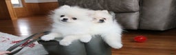 Pomeranian dogs for sale: Teacup Tony - Ad 26