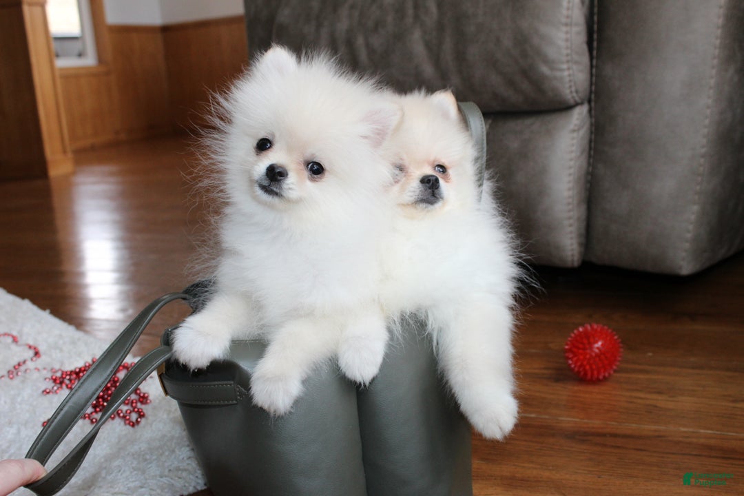 Pomeranian dogs for sale: Teacup Tony - Ad 26