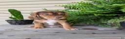 Beabull dogs for sale: Gus - Ad 6