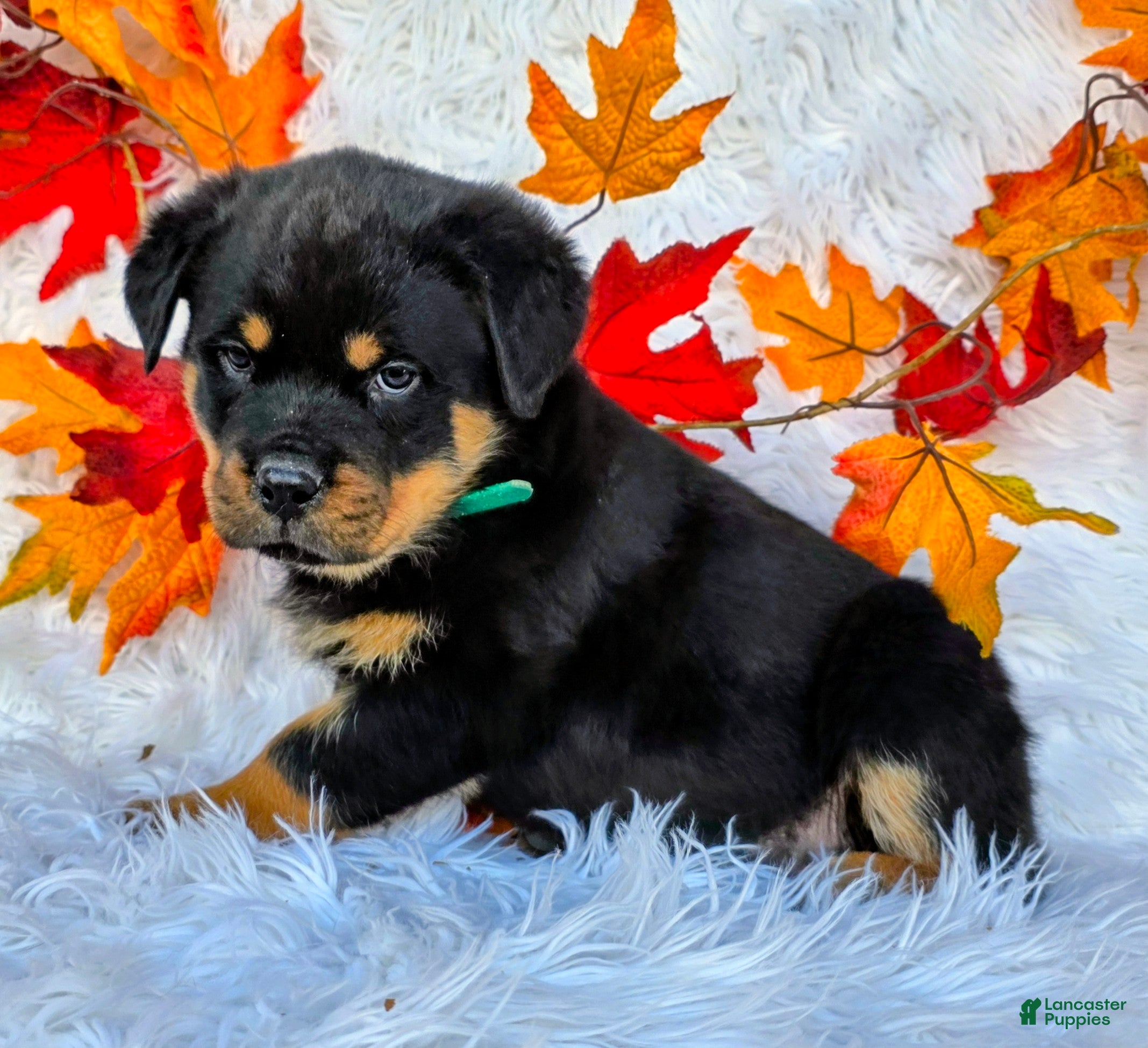 Rottweiler dogs Rottweiler Puppy 1 Ella - Ad 37