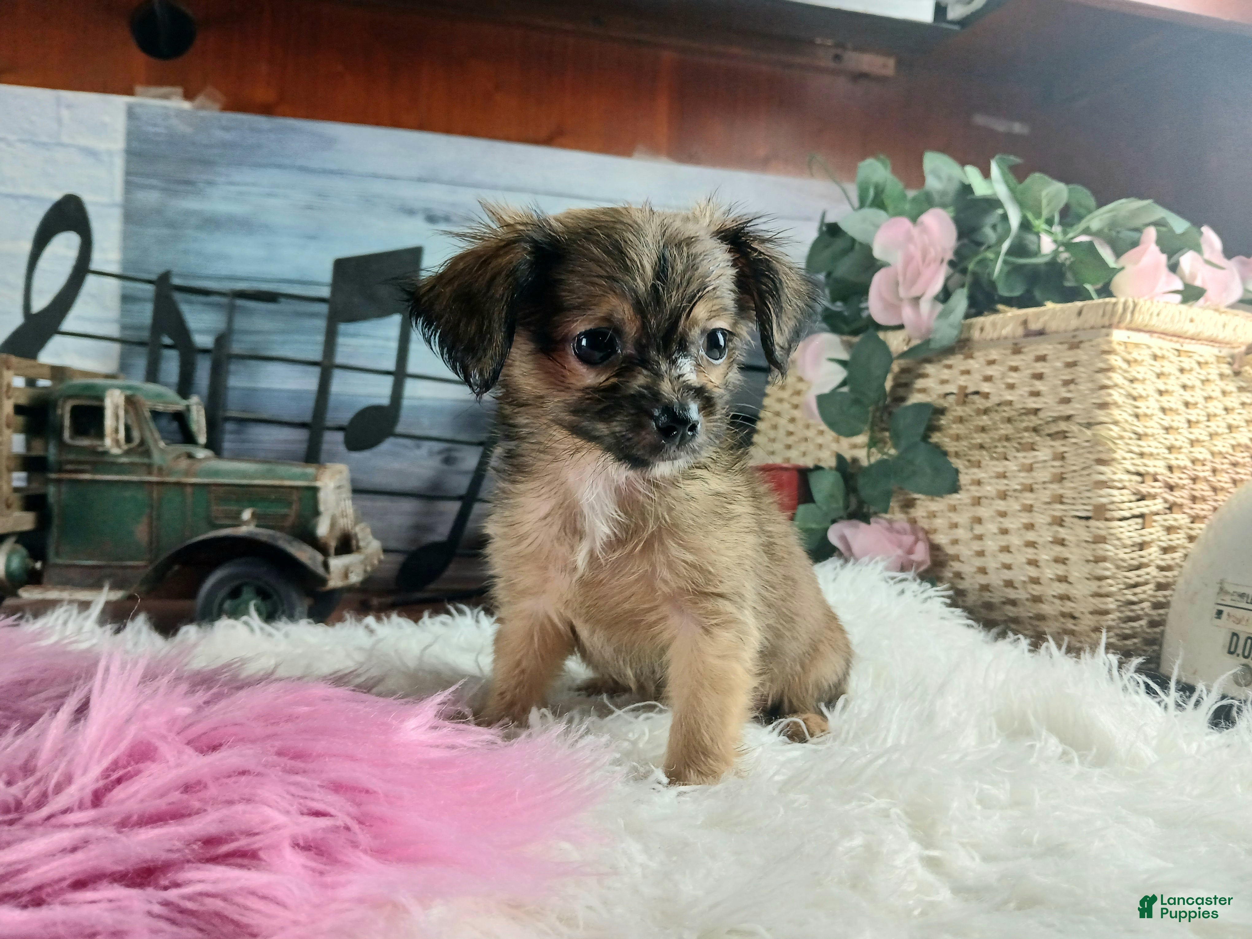 Chihuahua dogs Micro teacup chihuahua long hair. Hand Delivery  - Ad 7