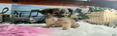 Micro teacup chihuahua long hair. Hand Delivery 