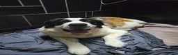 Saint Bernard dogs for sale: Boy 4 - Ad 3