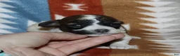 Miniature Poodle dogs for sale: Reserved Harlee’s Br&W male - Ad 30