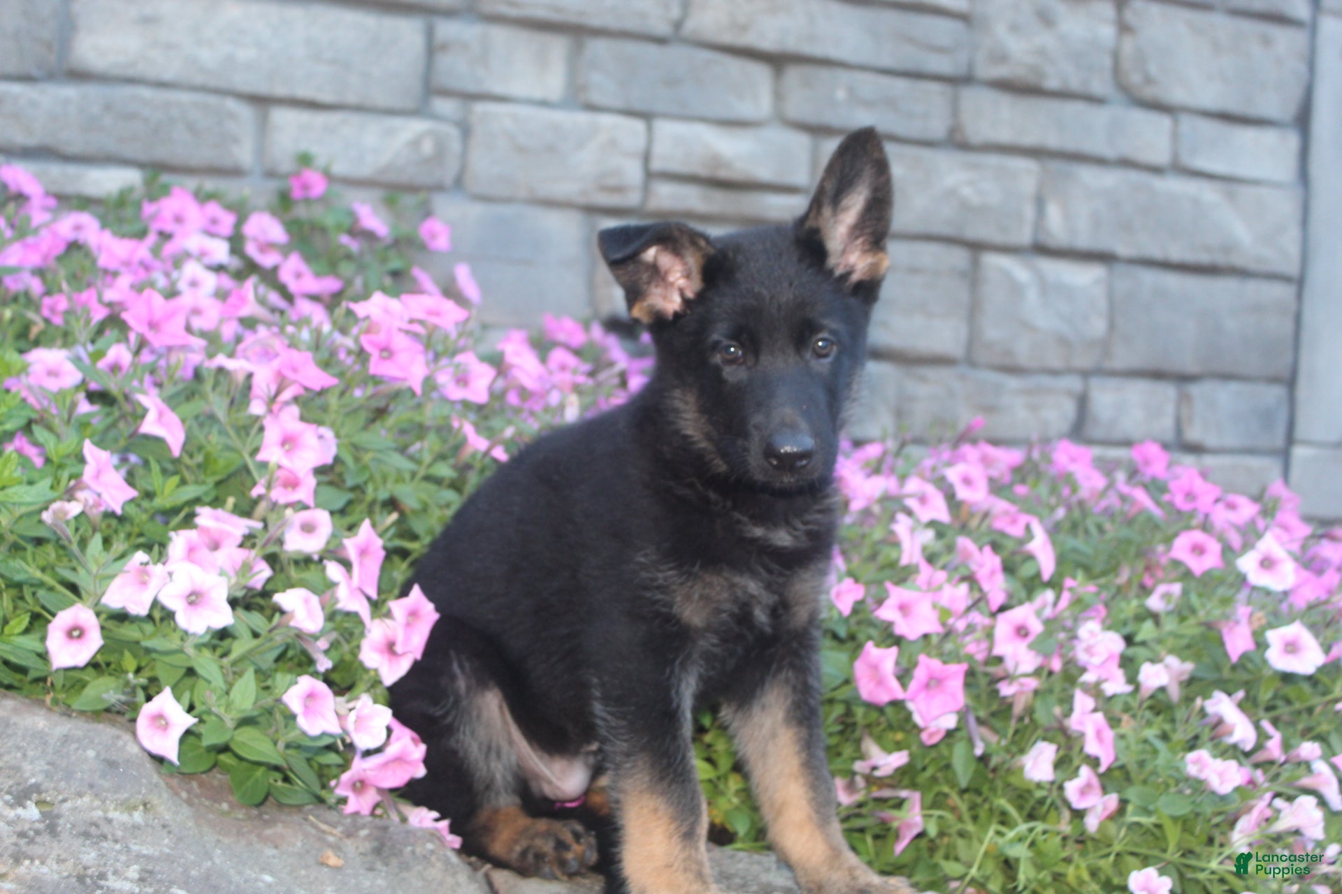 German Shepherd dogs Buddy  - Ad 2
