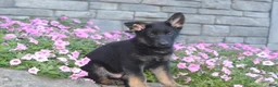 German Shepherd dogs for sale: Buddy  - Ad 2