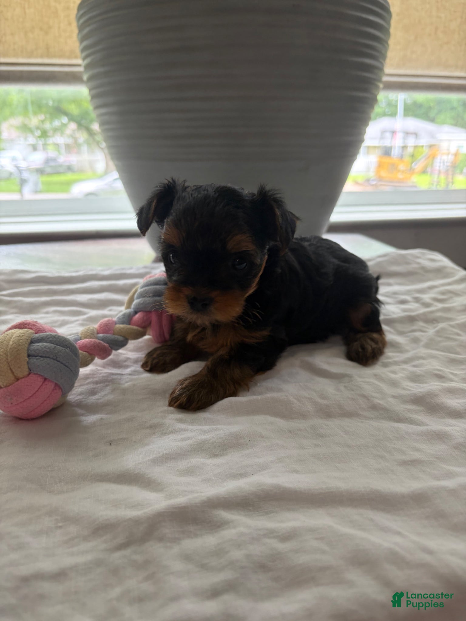 Yorkshire Terrier dogs Yorkshire Terrier Puppy 2 - Ad 27