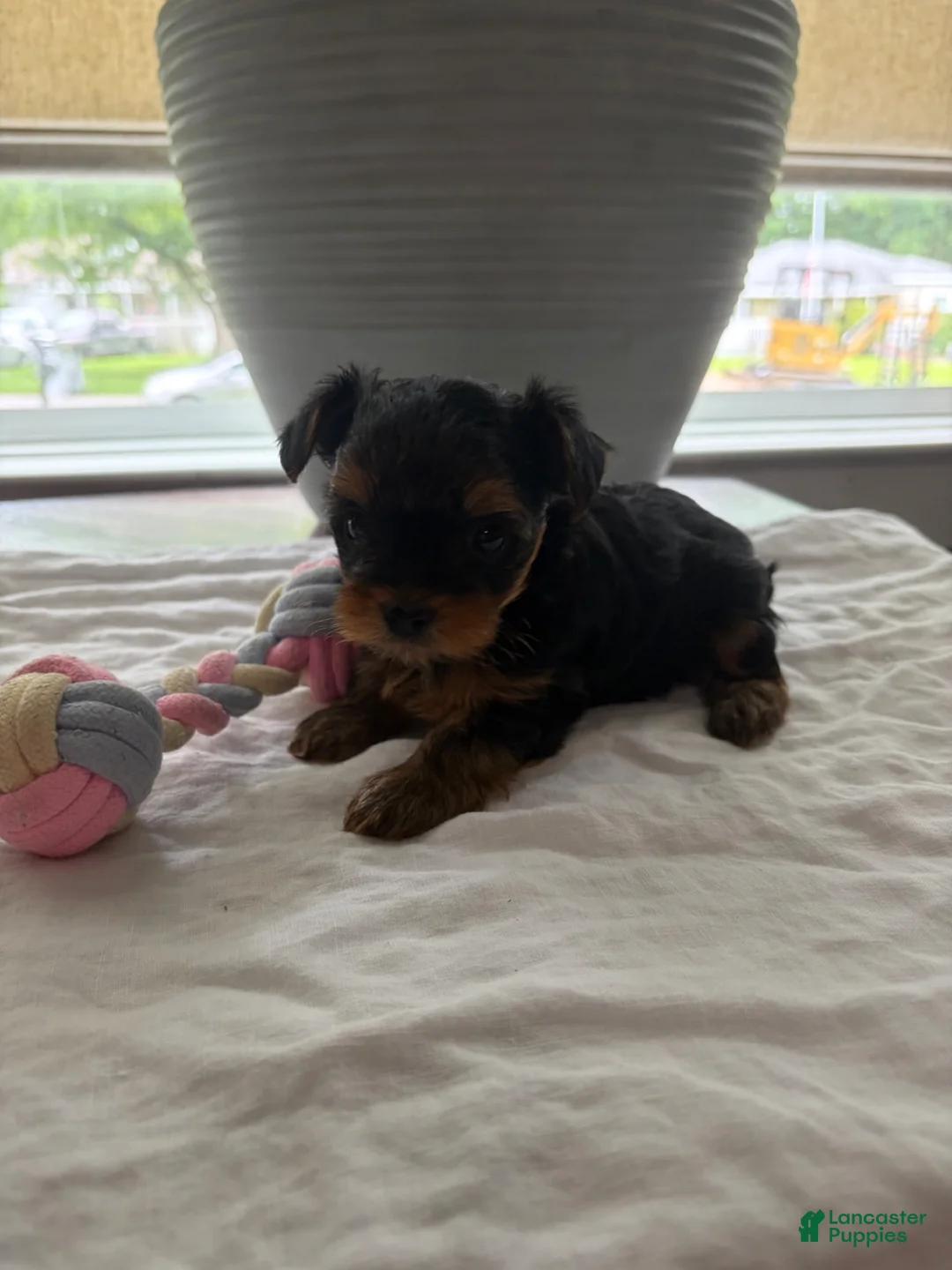 Yorkshire Terrier dogs for sale: Yorkshire Terrier Puppy 2 - Ad 1