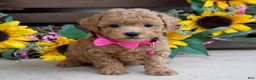 Mixed Breed dogs for sale: Patty - Ad 4