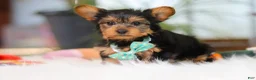 Yorkshire Terrier dogs for sale: Brady - Ad 6