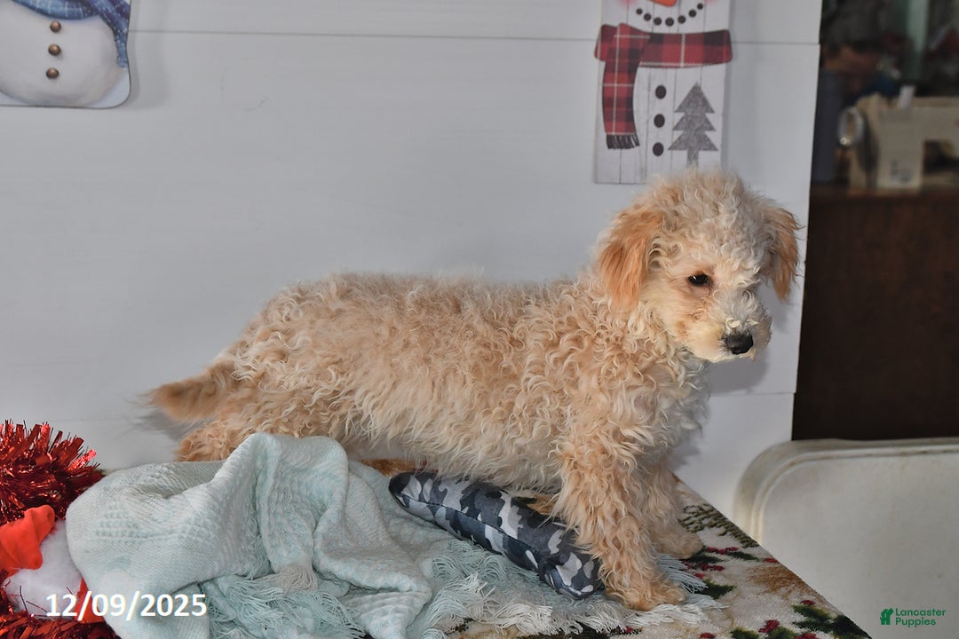 Bichpoo dogs for sale: Cowboy - Ad 5