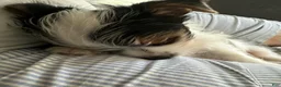 Yorkshire Terrier dogs for sale: AKC Peppy - Ad 3
