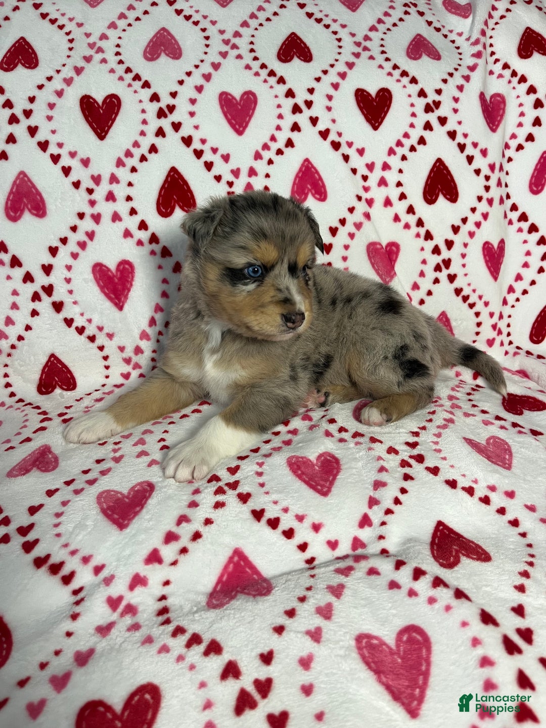 Australian Shepherd dogs for sale: Demi - Ad 3