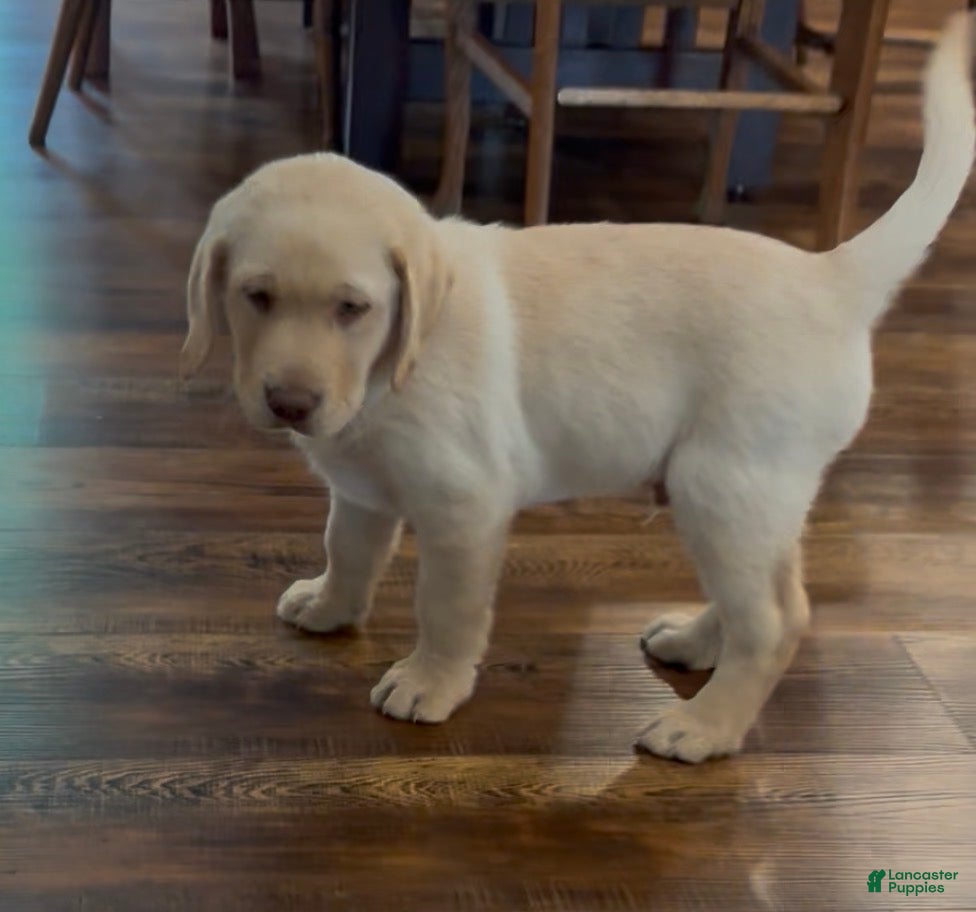 Labrador Retriever dogs Bear - Ad 2