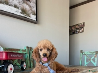 Toy Poodle dogs Akc Clear Red Boy Milo - Ad 7