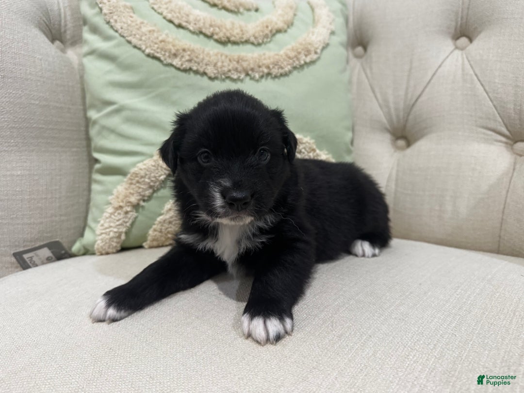 Australian Shepherd dogs for sale: Australian Shepherd Puppy 4 - Ad 10