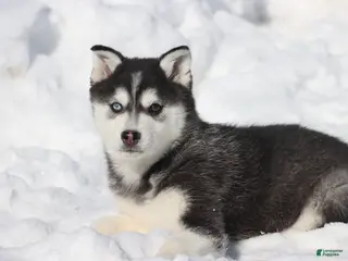 Alaskan Klee Kai dogs Ace - Ad 8