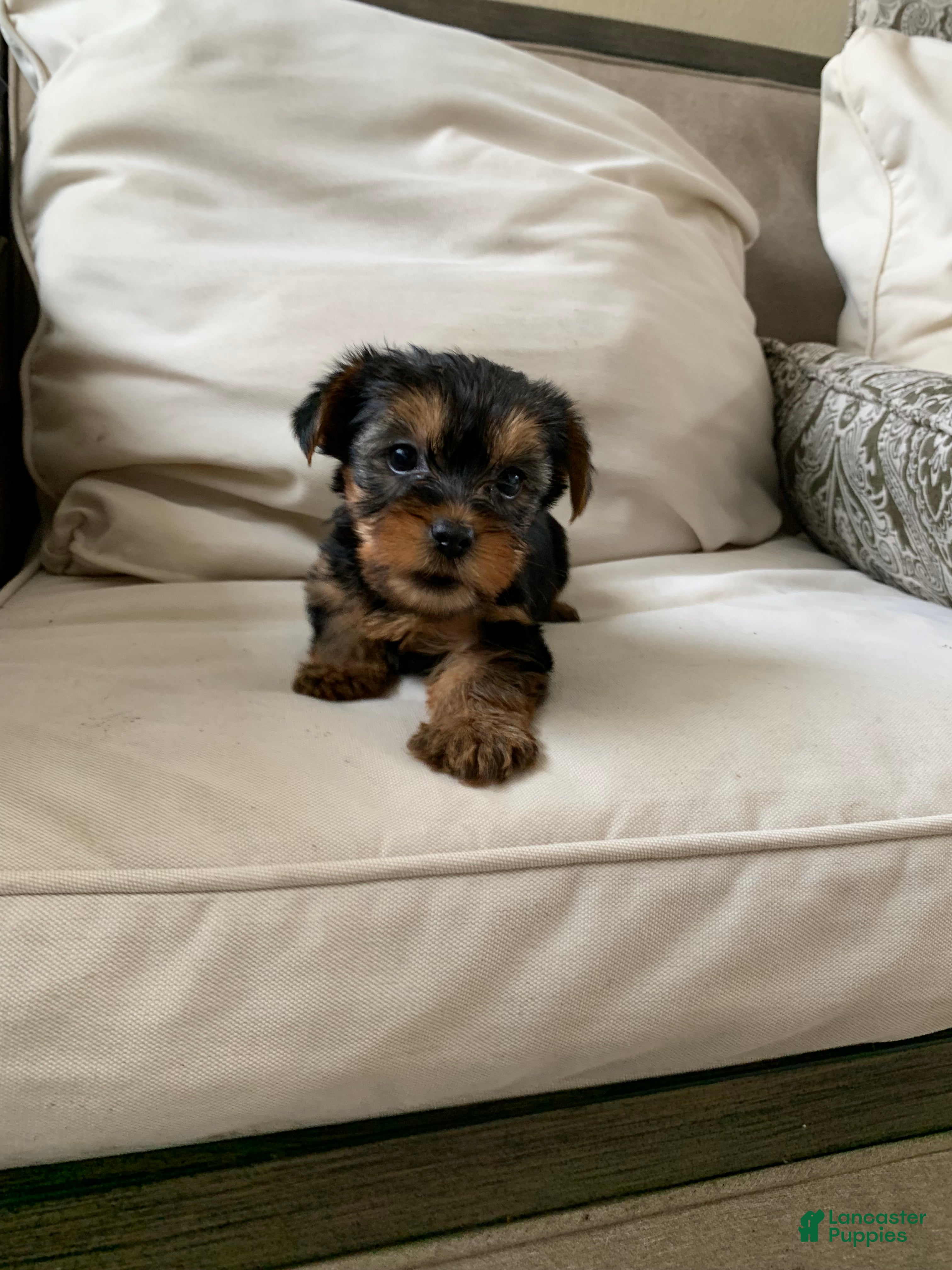 Yorkshire Terrier dogs Zara - Ad 10