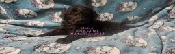 Standard Poodle dogs for sale: Claire - Ad 4