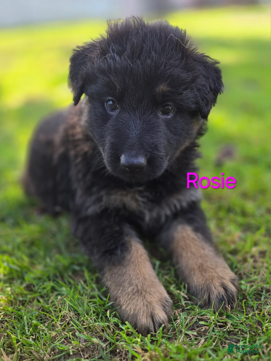 German Shepherd dogs for sale: Rosie - Ad 1