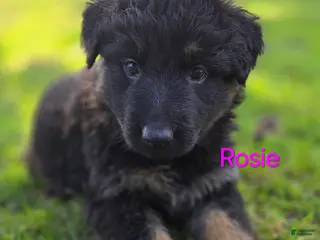 German Shepherd dogs Rosie - Ad 37