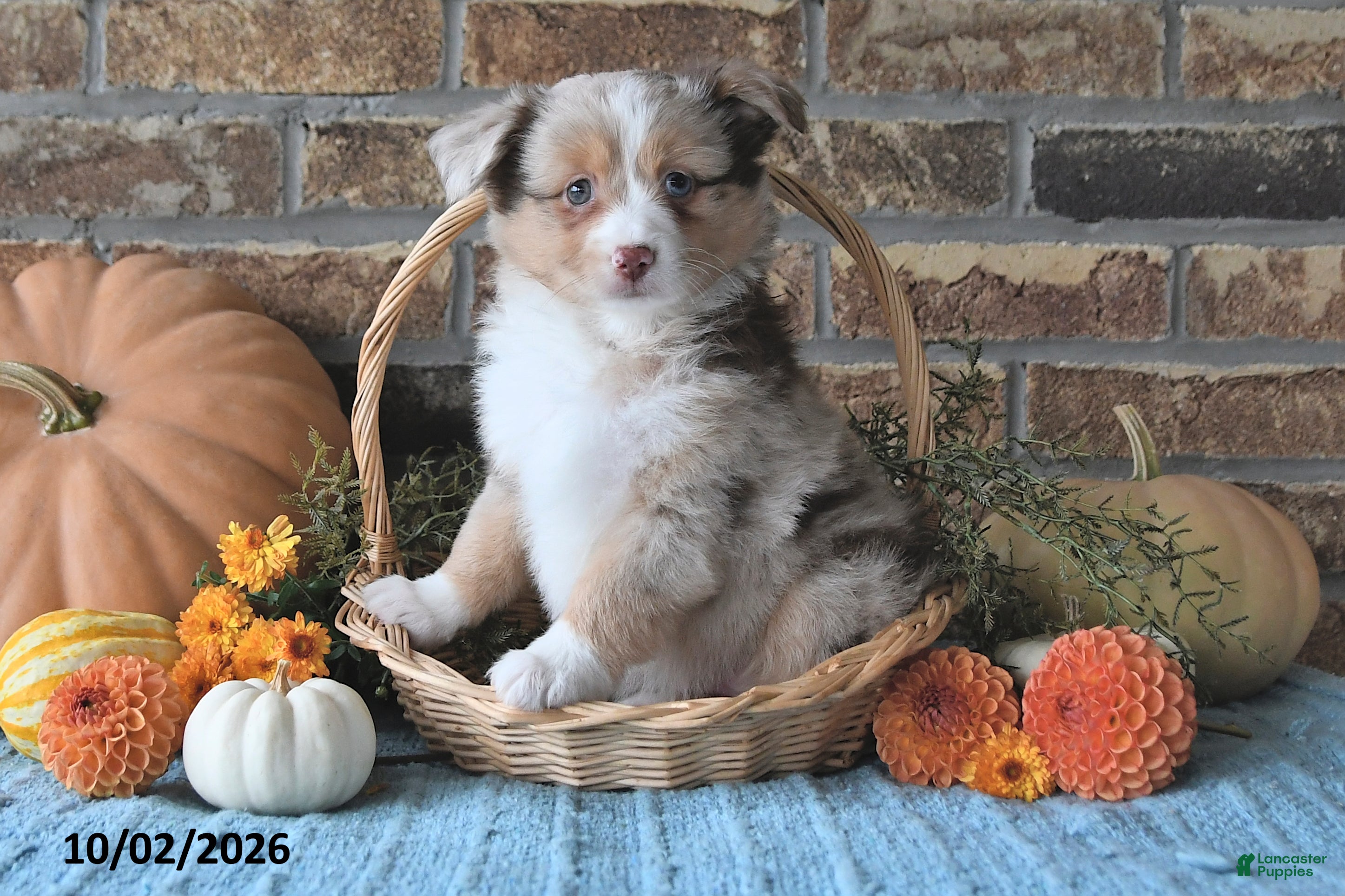 Miniature Australian Shepherd dogs Haven - Ad 2