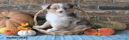 Miniature Australian Shepherd dogs for sale: Haven - Ad 2