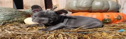 Mixed Breed dogs for sale: Teddy - Ad 5