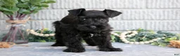 Miniature Schnauzer dogs for sale: Thunder - Ad 2
