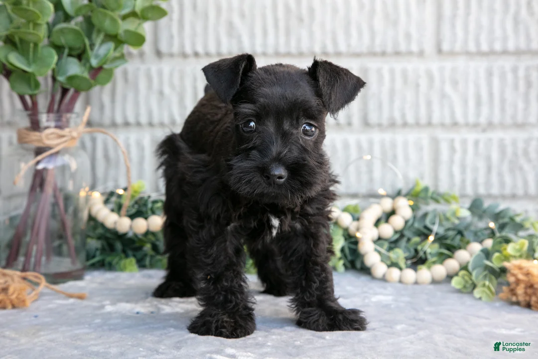 Miniature Schnauzer dogs for sale: Thunder - Ad 2