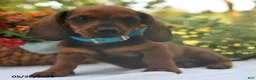 Dachshund dogs for sale: Calvin - Ad 3