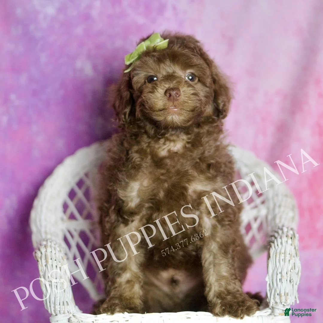 Standard Poodle dogs for sale: Dillie - Ad 2