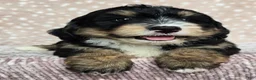 Mini Bernedoodle dogs for sale: Mini Willow - Ad 23