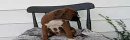 Boxer dogs for sale: Koko - Ad 10