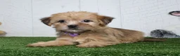 Shorkie dogs for sale: Waylon - Ad 5