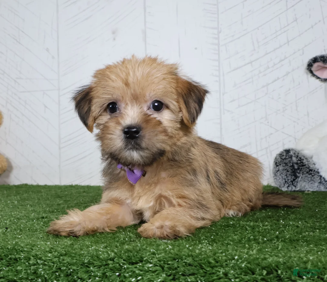 Shorkie dogs for sale: Waylon - Ad 5