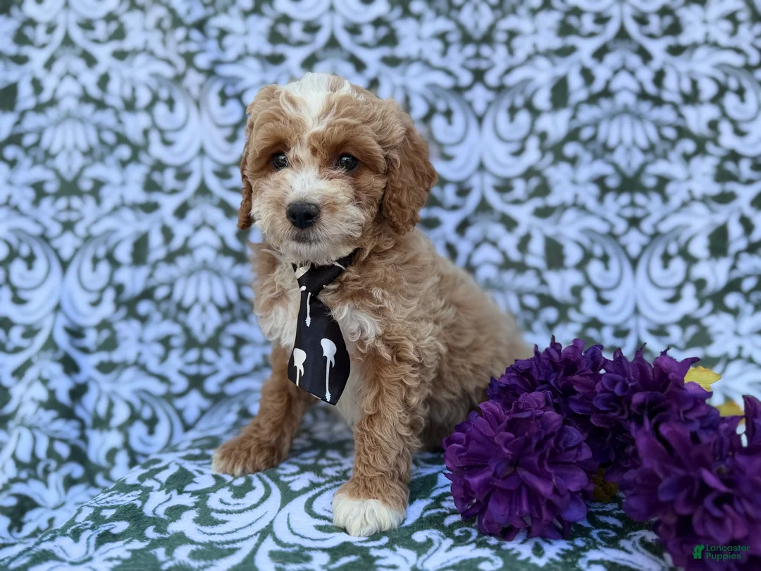 Cockapoo dogs for sale: Finn - Ad 2