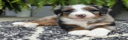 Mini Bernedoodle dogs for sale: Mini Tank - Ad 17