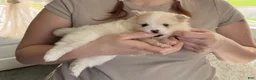 Pomeranian dogs for sale: Teddy - Ad 1
