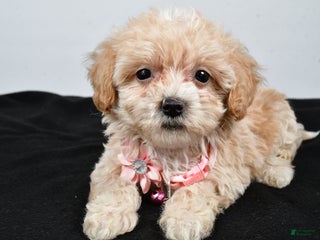 Maltipoo dogs - Ad 37