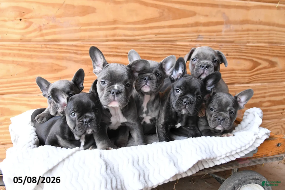 French Bulldog dogs for sale: Honey - Ad 5