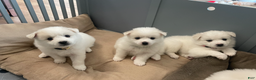 American Eskimo dogs for sale: Brie - Ad 10