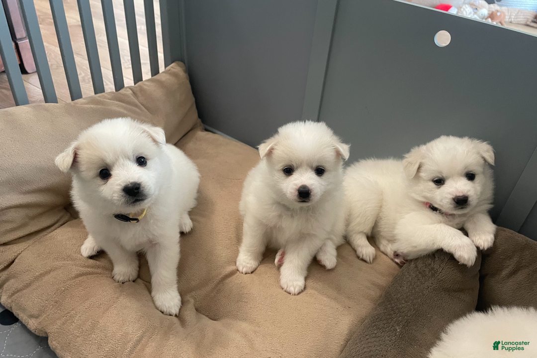 American Eskimo dogs for sale: Brie - Ad 10