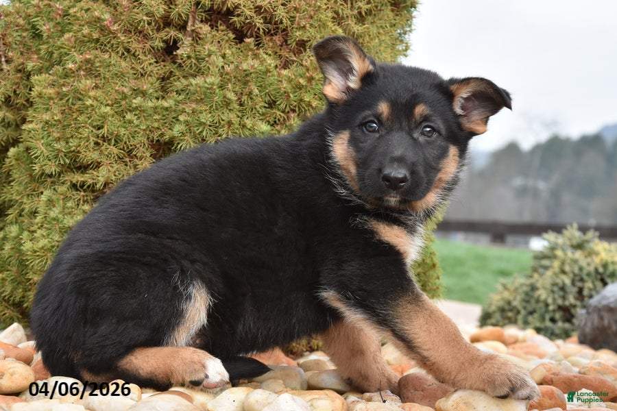 Mixed Breed dogs Millie - Ad 2