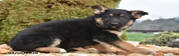 Mixed Breed dogs for sale: Millie - Ad 2