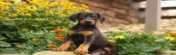 Doberman Pinscher dogs for sale: DIESEL - Ad 11