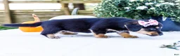 Mixed Breed dogs for sale: Coco - Ad 4