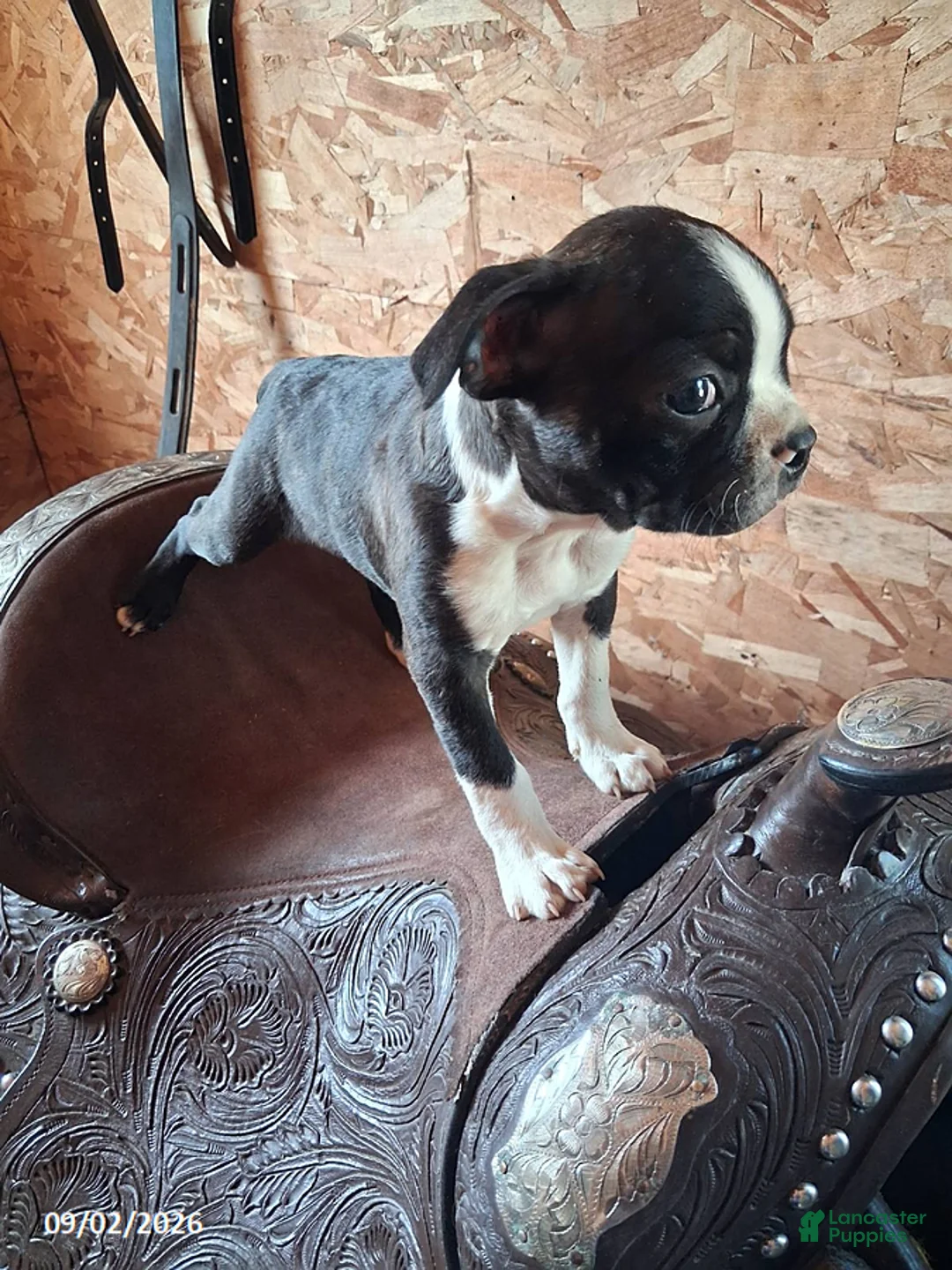Boston Terrier dogs for sale: Jay - Ad 1